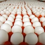 صادرات ۱۵ هزار تن تخم مرغ از ۱۶ مهرماه