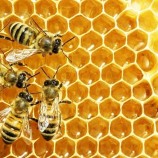 نخستین جشن روز جهانی زنبورعسل فردا در تهران برگزار می‌شود