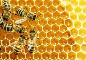  نخستین جشن روز جهانی زنبورعسل فردا در تهران برگزار می‌شود 