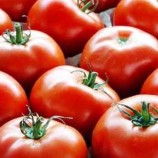 صادرات و سیل گوجه‌ فرنگی را گران کرد